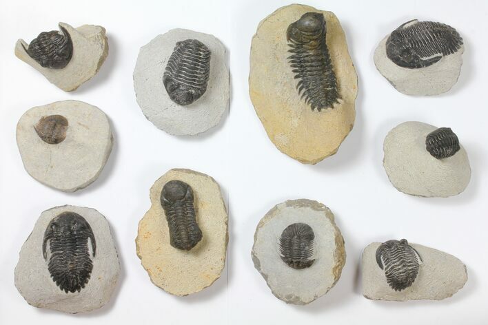 Lot: Assorted Devonian Trilobites - Pieces #119714